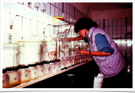 Dr. Alshuth at fish hatch laboratory.